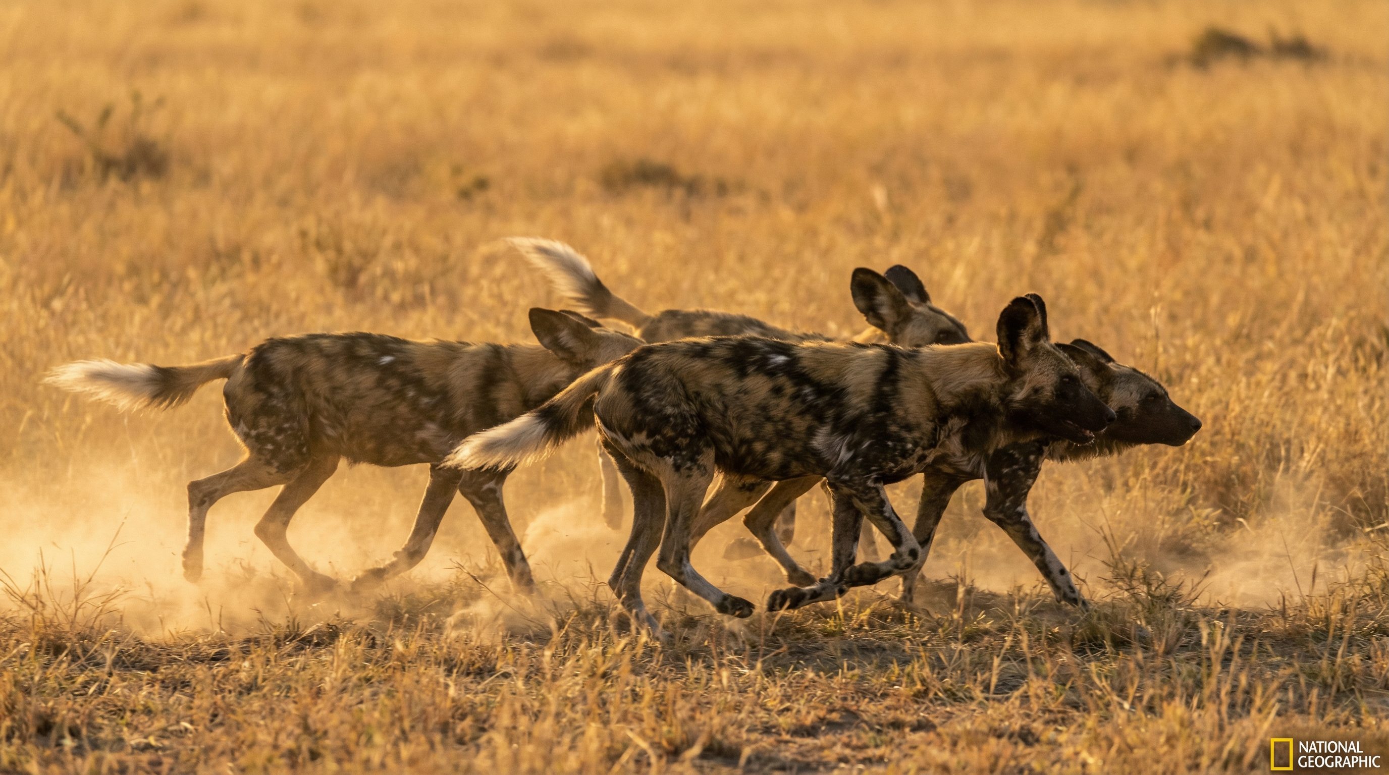 91野生动物保护视频