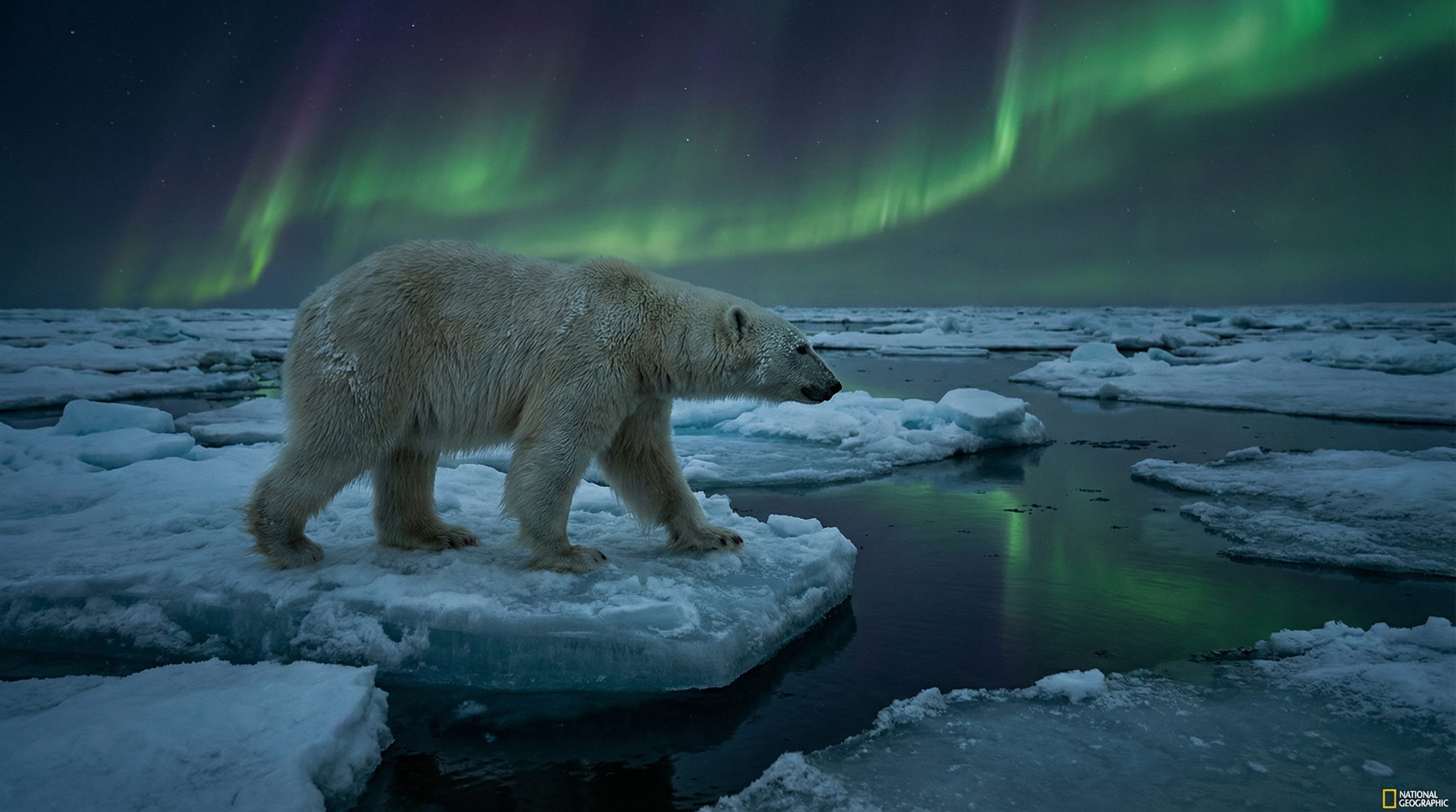 91视频：北极熊极地探险视频演示